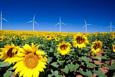 Sunflowers with wind turbines